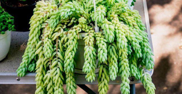Intip 5 Jenis Pilihan Tanaman Hias Gantung Untuk Rumah Minimalis